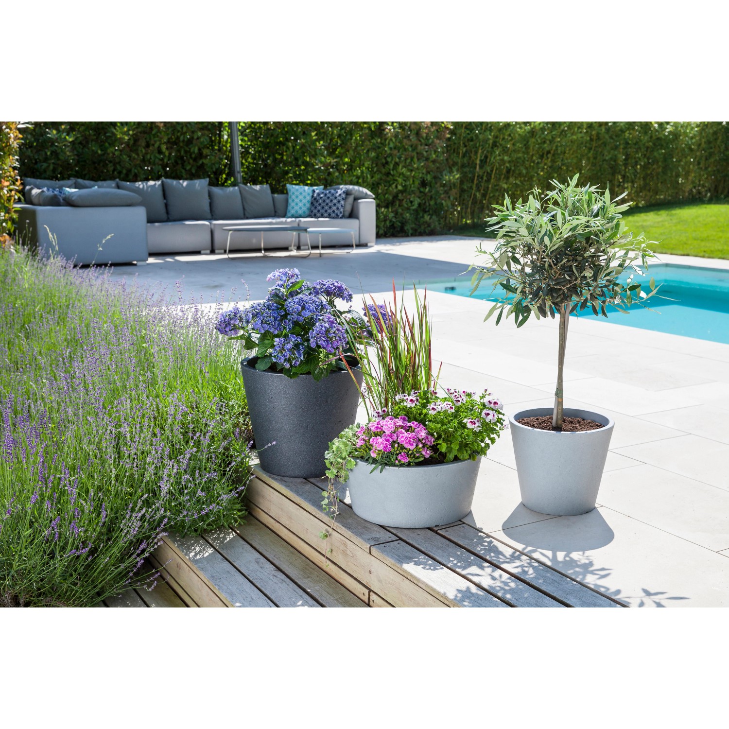 Scheurich C-Cone Pflanzschalen, Ø 39 cm, Stony Grey, mit Bepflanzung im Garten.