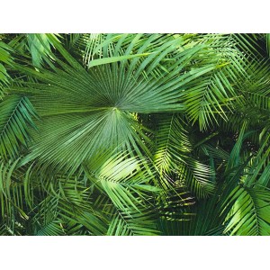 Grüne Vliestapete mit Dschungel-Motiv und detailreichen Palmenblättern.