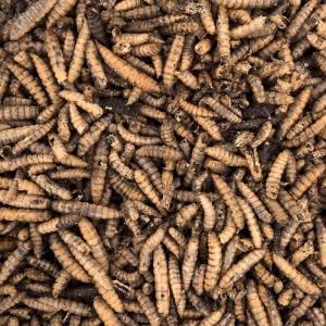 Nahaufnahme von getrockneten Orni Soldatenfliegenlarven, eiweiß- und kalziumreiches Insektenfutter für Wildvögel.
