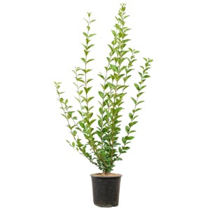 Ovalblättriger Liguster Set à 25 Stück Höhe ca. 60 - 80 cm Ligustrum ovalifolium