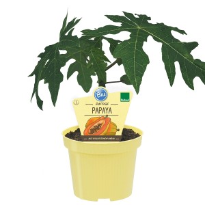 Blu Bio-Papaya Höhe ca. 10 - 20 cm Topf ca. 0,7 l Carica papaya