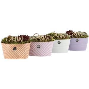 Fettpflanzen-Arrangement im Zinkgefäß (verschiedene Farben) mit Holzschriftzug 'GROW'.