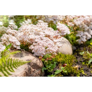 Weißer Mauerpfeffer (Sedum) im Topf, ideal für Steingärten und Beetränder.