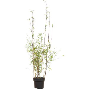 Fontänenbambus Set à 30 Stück Höhe ca. 100 - 125 cm Fargesia nitida