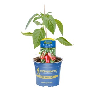 Kiepenkerl Bio-Paprika Benita Maxi Red im Topf, leuchtend rote, blockige Früchte.