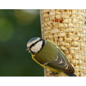 Blaumeise an silberner Dobar Metall-Futtersäule mit Nüssen. Vogelfutterspender im Garten.