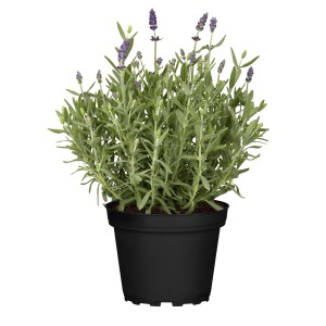 Echter Lavendel Topf-Ø ca. 13 cm Lavandula angustifolia