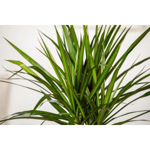 Drachenbaum (Dracaena marginata) mit schlanken, grünen Blättern und rotem Rand im Topf.