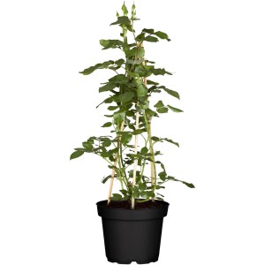 Kletterrose Rot im Topf, ca. 20-30 cm hoch, mit Rankhilfe.