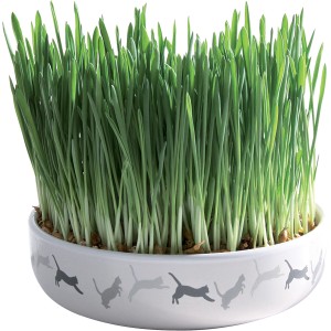 Trixie Keramik Katzengras-Schale mit Saat, Durchmesser 15cm, mit Katzenmotiven.