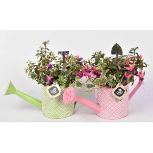Fuchsien-Arrangement im Zink-Gefäß (grün und rosa) mit Deko-Gartengeräten.
