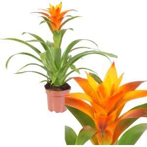 Guzmania Deseo Yellow im Topf, eine exotische Blühpflanze mit gelb-orangen Hochblättern.