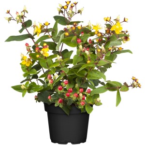 OBI Johanniskraut "Magical" Gelb Höhe ca. 30 - 40 cm Topf ca. 3 l Hypericum