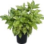 Goldorange Crotonifolia Gold im Topf, ca. 40 cm hoch. Immergrüner Strauch mit gelb gesprenkelten Blättern.