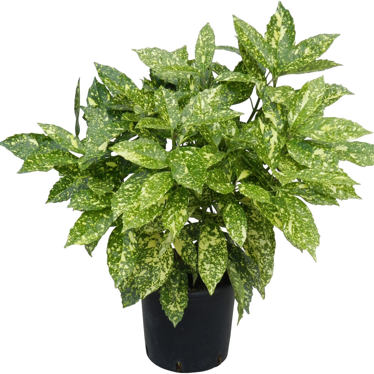 Goldorange Crotonifolia Gold im Topf, ca. 40 cm hoch. Immergrüner Strauch mit gelb gesprenkelten Blättern.