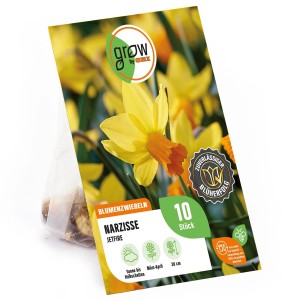 Packung Narzisse Jetfire, gelb-orange, 10 Stück. Blumenzwiebeln für Beet und Garten.