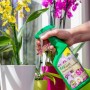 Anwendung der Neudorff BioKraft Vitalkur für Orchideen aus grüner Sprühflasche.