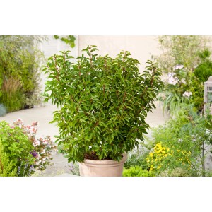 Portugiesischer Kirschlorbeer Angustifolia im Topf, ca. 100 cm hoch, immergrün.