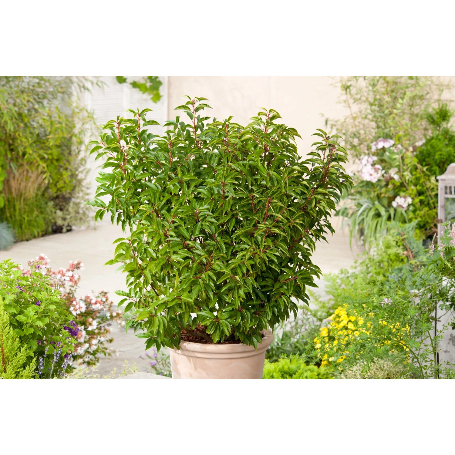 OBI Portugiesischer Kirschlorbeer "Angustifolia" Hhe ca.70 cm Topf 10 l  Prunus kaufen bei OBI