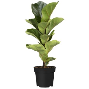 Geigenfeige Bambino im Topf, ca. 35 cm hoch. Zimmerpflanze mit großen, grünen Blättern.