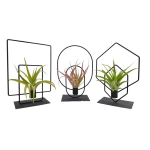 Tillandsie im Metallrahmen Auswahl Topf-Ø ca. 17 cm Tillandsia