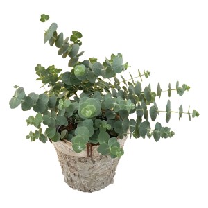 Eukalyptus Baby Blue im Topf, eine immergrüne Kübelpflanze von GROW by OBI mit dekorativen Blättern.