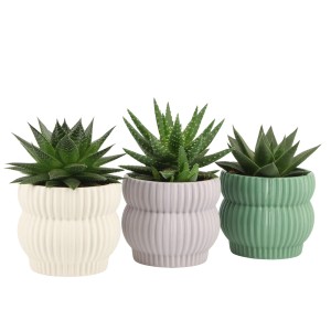 GROW by OBI Sukkulente im Keramik-Gefäß Topf-Ø ca. 10,5 cm