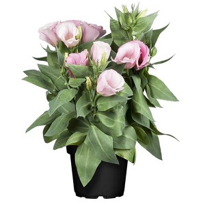 Prärie-Enziane (Eustoma) im Topf, rosa Blüten, grüne Blätter. Sommerpflanze für Balkon & Garten.