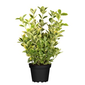 Immergrüne Kriechspindel (Euonymus fortunei) im Topf, Blätter mit gelbem Rand.