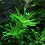 Dennerle Aquariumpflanze Heteranthera zosterifolia In-Vitro mit hellgrünen Blättern.