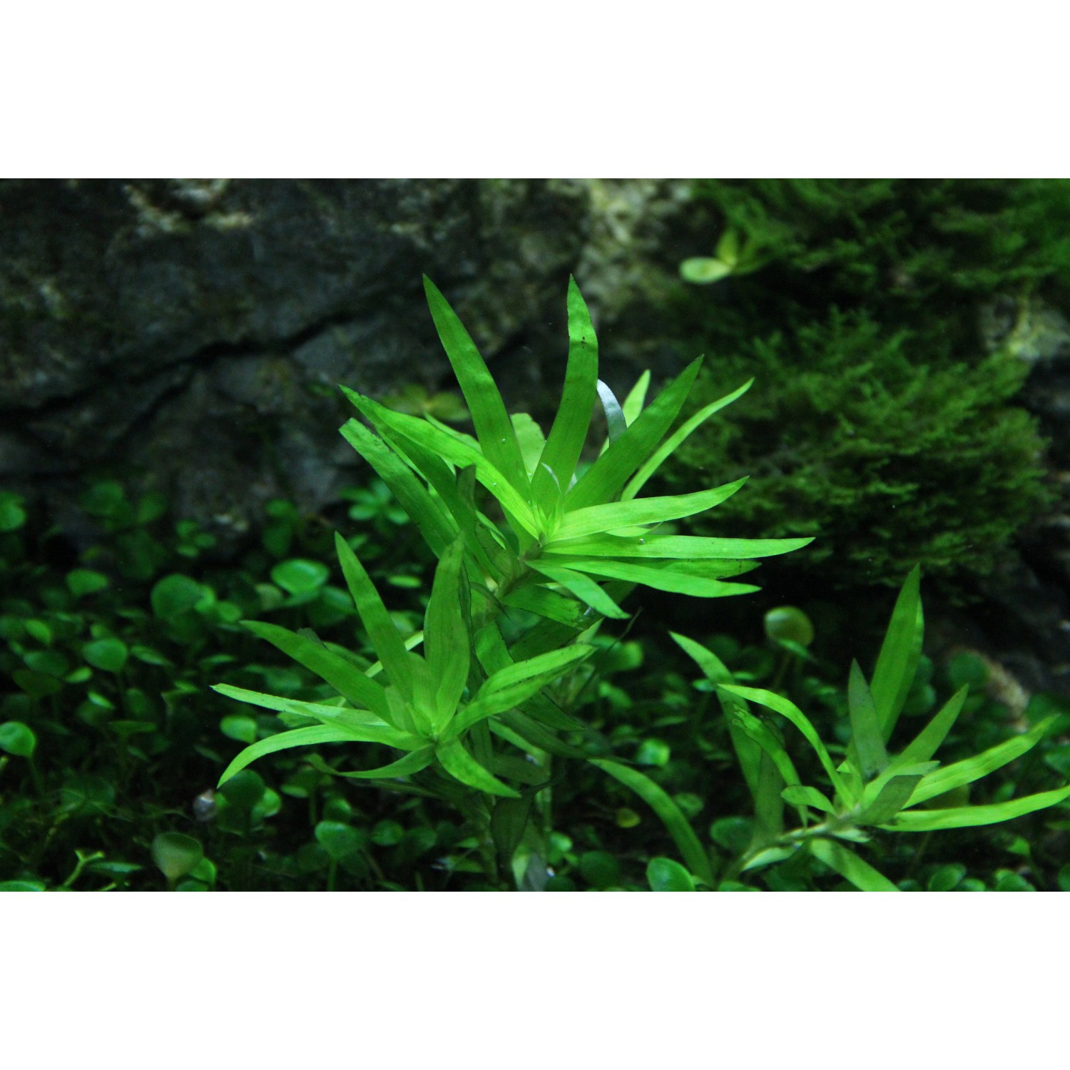 Dennerle Aquariumpflanze Heteranthera zosterifolia In-Vitro mit hellgrünen Blättern.