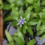 Dennerle Aquariumpflanze Heteranthera zosterifolia In-Vitro mit zarten, hellvioletten Blüten.