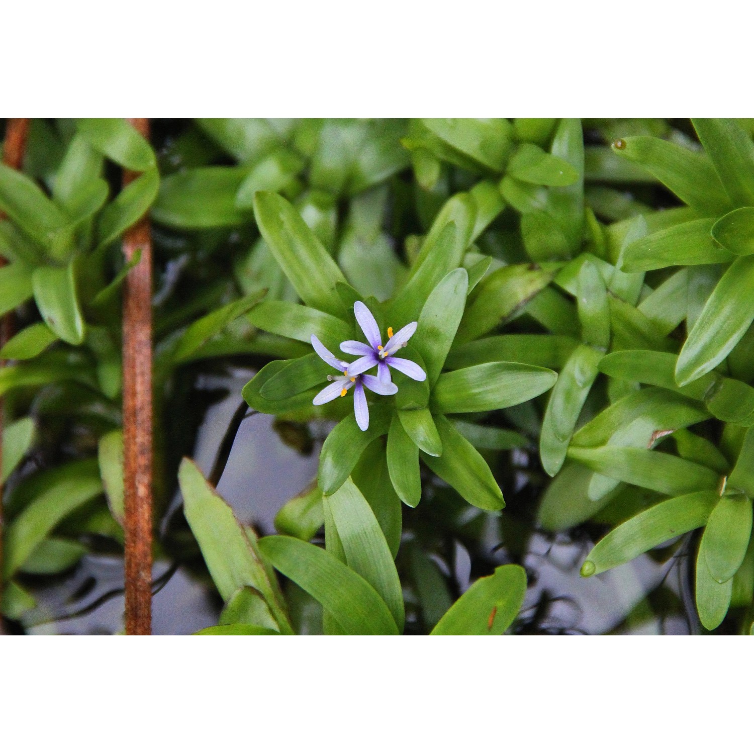 Dennerle Aquariumpflanze Heteranthera zosterifolia In-Vitro mit zarten, hellvioletten Blüten.