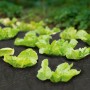 Schwarzes Unkrautvlies (5x1,5m) im Einsatz im Gartenbeet mit Salatpflanzen.