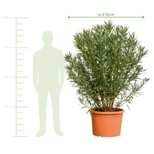 Großer, weiß blühender Oleanderbusch (Nerium oleander) im Topf, ca. 120cm breit, Größenvergleich.