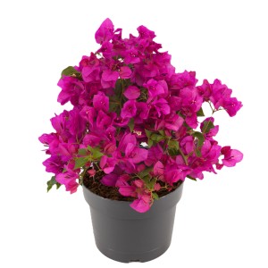 Drillingsblume (Bougainvillea) im Topf mit purpurfarbenen Blüten, ca. 35-40 cm hoch.