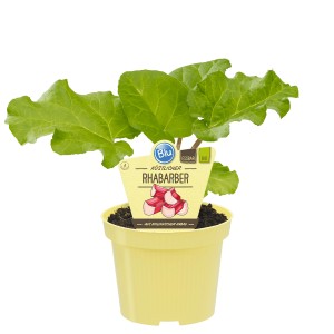 Blu Bio-Rhabarber im Topf (Ø 12cm) mit grünen Blättern in gelbem Topf.