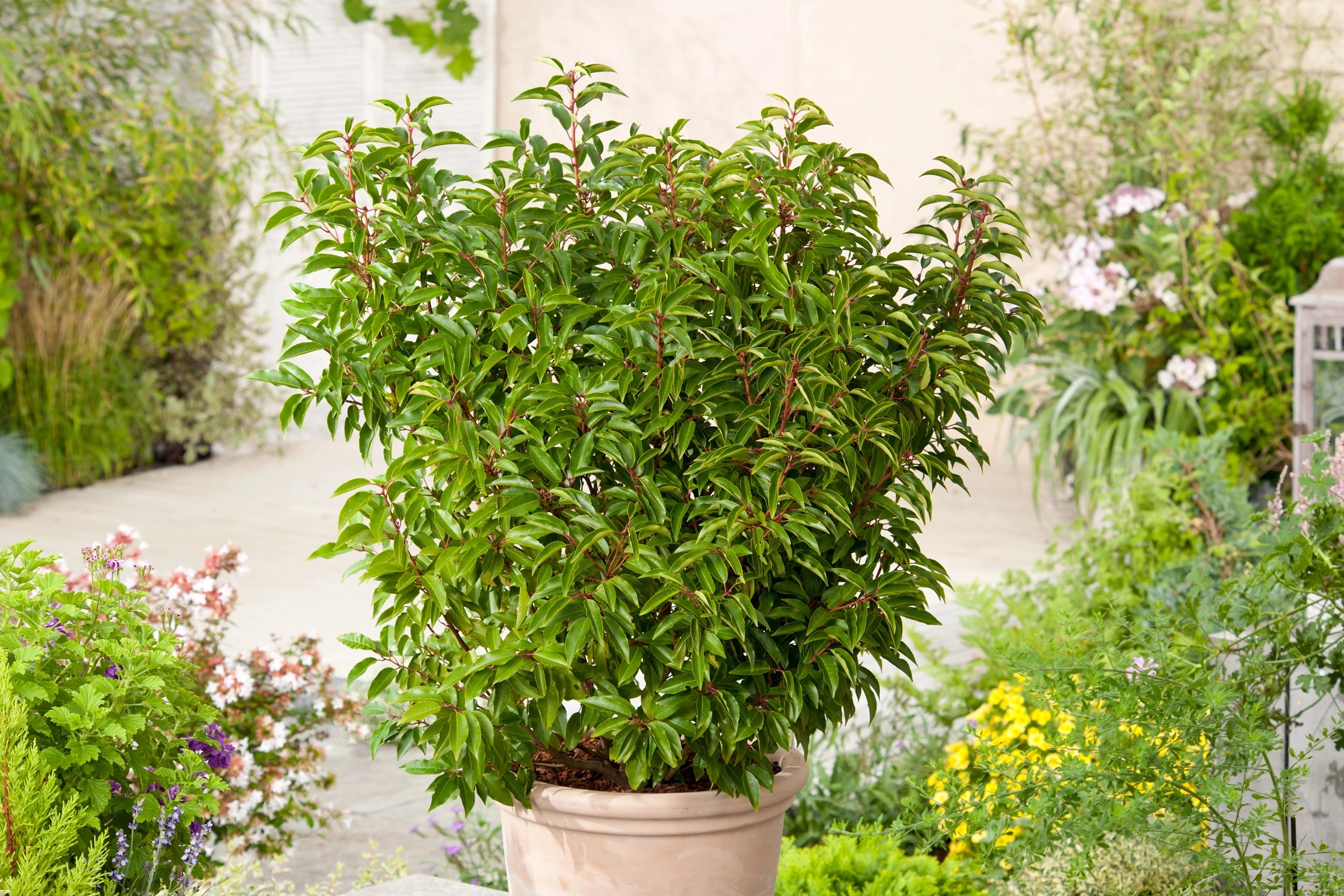 OBI Portugiesischer Kirschlorbeer "Angustifolia" Höhe ca.40 cm Topf ca