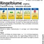 Kiepenkerl Ringelblume Prachtmischung, mehrfarbig. Blumensamen für Staudenbeete und zum Schnitt.