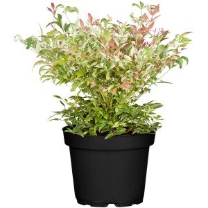 Himmels-Bambus 'Obsessed Weiß' im Topf, ca. 20-30 cm hoch. Zierstrauch mit rot-grün-weiß panaschierten Blättern.