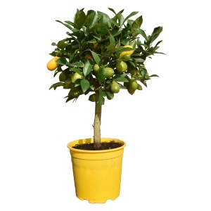 Orangenbaum (Citrus sinensis) im gelben Topf, ca. 80 cm hoch, mit grünen und orangen Früchten.
