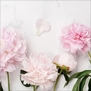 Leinwandbild Anonymus Peonies ll, 27x27 cm, mit zarten rosa Pfingstrosen auf weißem Grund.