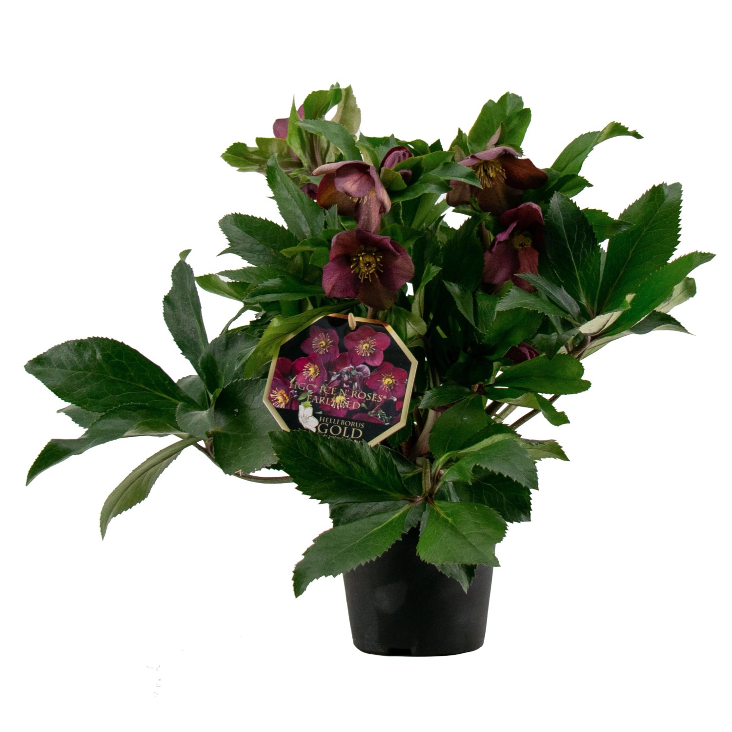 Christrose Rot kaufen bei OBI
