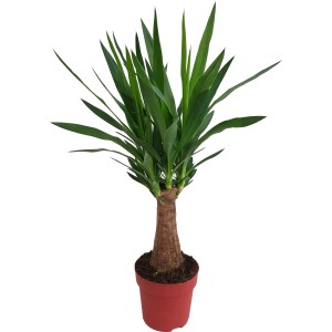 Palmlilie (Yucca) im Topf, ca. 60-70 cm hoch. Zimmerpalme mit grünem Blattschopf auf braunem Stamm.