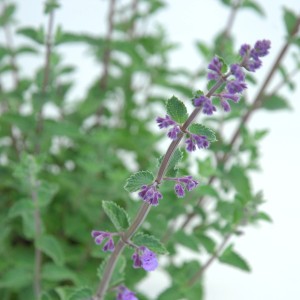 Katzenminze Violett im Topf, ca. 17cm. Blühende, violette Nepeta x faassenii für Garten und Balkon.