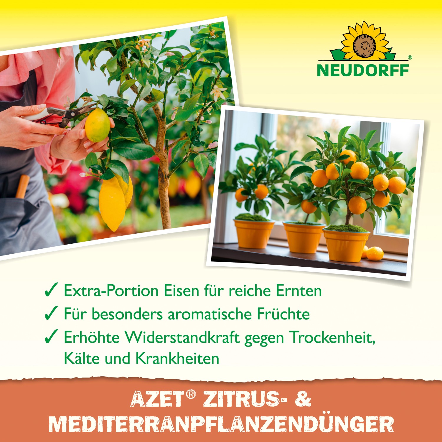 Neudorff Azet Plus Zitrusdünger: Flüssigdünger für gesunde Zitrus- und Mediterranpflanzen mit reicher Ernte.