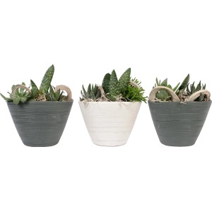 Arrangement mit Sukkulenten in drei Töpfen (ca. 14cm Ø) in Grau und Weiß.