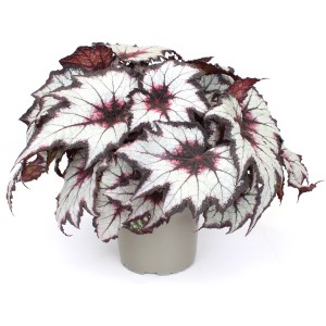 Blattbegonie (Begonia rex) im Topf, ca. 20-30 cm hoch, mit auffälligen, buntlaubigen Blättern.