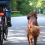 Fahrradtour mit Hund: Walky Dog Plus Hundeleine für sichere Ausflüge.