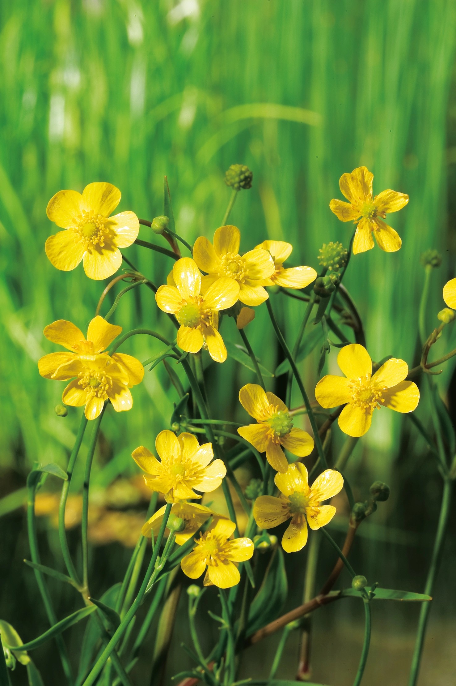 Brennender Hahnenfuß Gelb TopfØ ca. 18 cm Ranunculus flammula kaufen